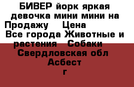 БИВЕР йорк яркая девочка мини мини на Продажу! › Цена ­ 45 000 - Все города Животные и растения » Собаки   . Свердловская обл.,Асбест г.